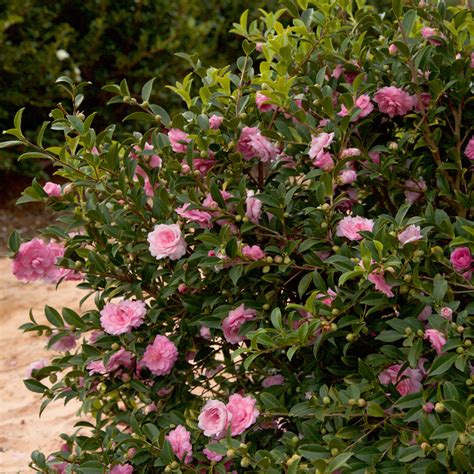October magic pink perplexion camellia